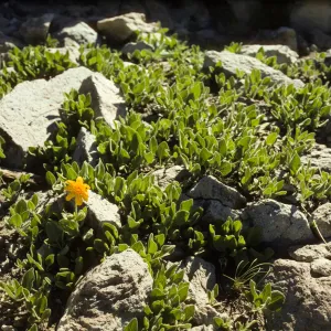 Yellow compositae - Lassen