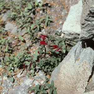 Penstemon