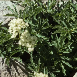 Sambucus (Elderberry) - Lassen
