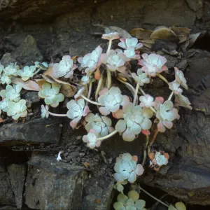 Sedum