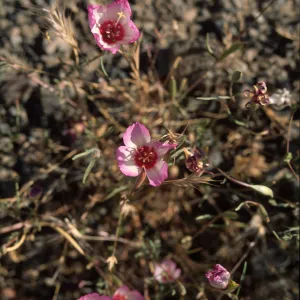 Clarkia