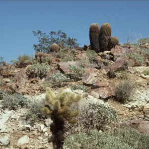 Palm Canyon, Palm Springs