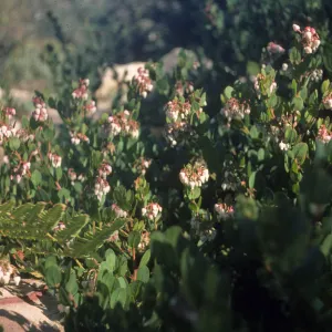 Arctostaphylos 'Canyon Blush', SBBG cultivar