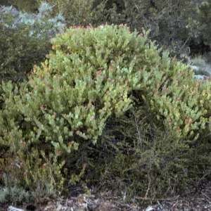 Arctostaphylos 'Canyon Blush', SBBG cultivar