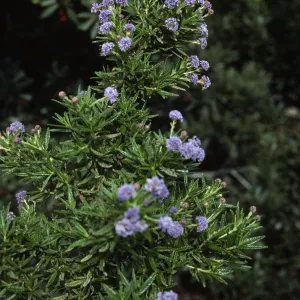 Ceanothus 'Wheeler Canyon', SBBG cultivars