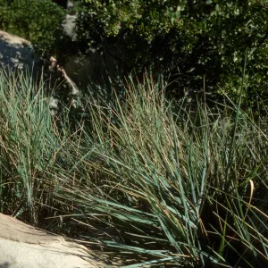 Leymus 'Canyon Prince'