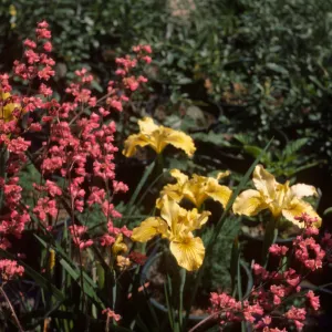 Heuchera 'Canyon Pink' with Iris 'Canyon Gold' at SBBG