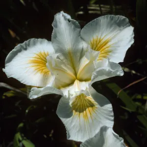 Iris 'Canyon Snow'