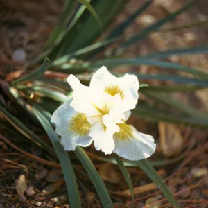Iris 'Canyon Snow'