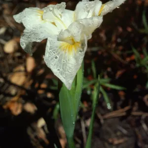 Iris 'Canyon Snow'