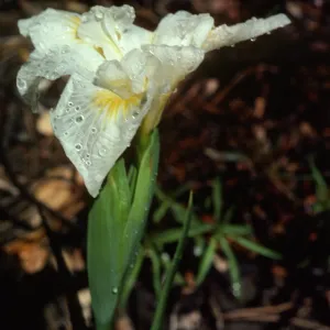 Iris 'Canyon Snow'