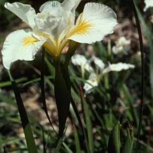 Iris 'Canyon Snow'