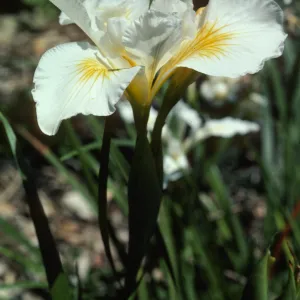 Iris 'Canyon Snow', SBBG cultivar by Dara Emery
