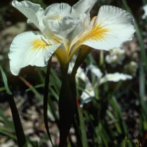 Iris 'Canyon Snow'