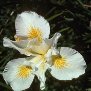 Iris 'Canyon Snow'