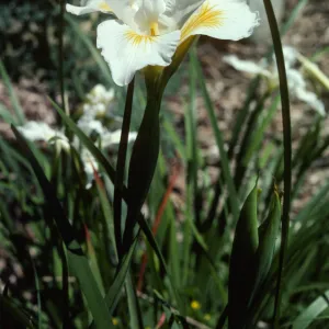 Iris 'Canyon Snow'