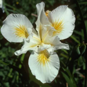 Iris 'Canyon Snow'