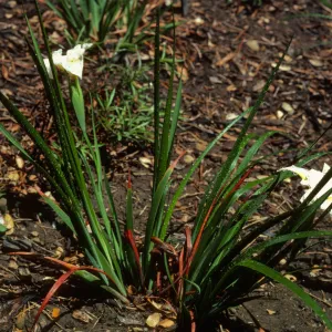 Iris 'Canyon Snow'