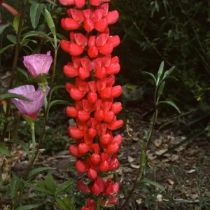 Lupinus 'Canyon Sunset'
