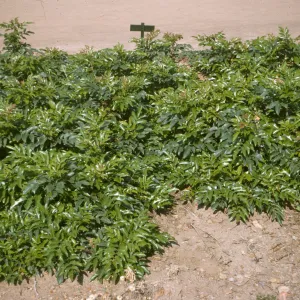 Berberis 'Mission Canyon' 