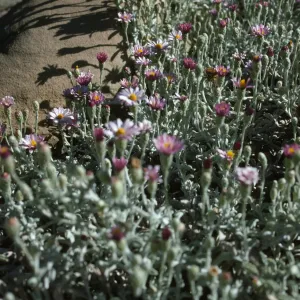 Lessingia 'Silver Carpet'