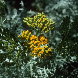 Eriophyllum 'Canyon Silver'