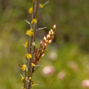 buds emerging on Fouquieria splendens 