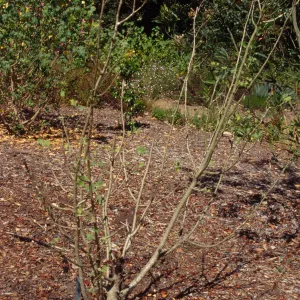 Lavatera assurgentiflora in SBBG Island Section