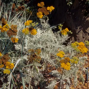 Eriophyllum 'Canyon Silver' 