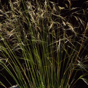 Stipa comata 