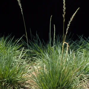 Agropyron dasystachyum 