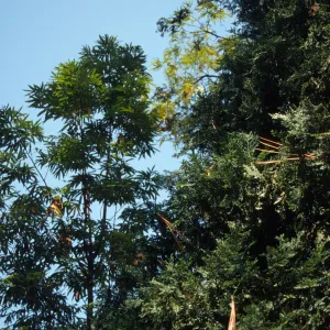 Lyonothamnus and Chamaecyparis 