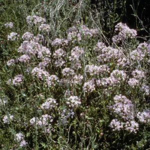 Allium unifolium 