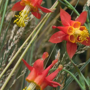 Aquilegia sp.