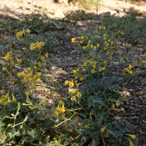 Delphinium luteum