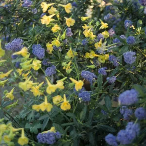 Delphinium luteum (Golden Larkspur) with Ceanothus (California Lilac)