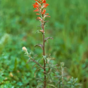 Castilleja
