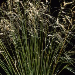 Stipa comata