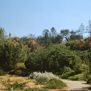 Coyote Fire aftermath from Santa Barbara Botanic Garden
