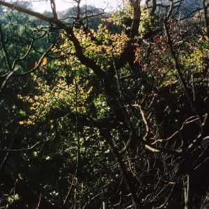 2 months after Coyote Fire, burned Quercus agrifolia at picnic area begins to recover
