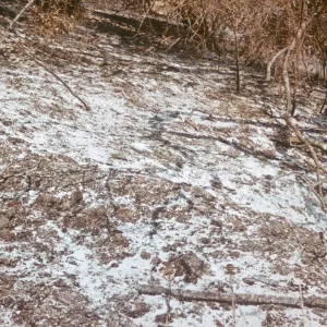 ash from the Coyote burn