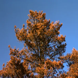 Pinus radiata - tops of scorched trees