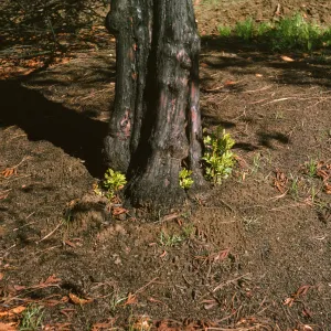 Lyonothamnus stump sprouts on Porter Trail after Coyote Fire