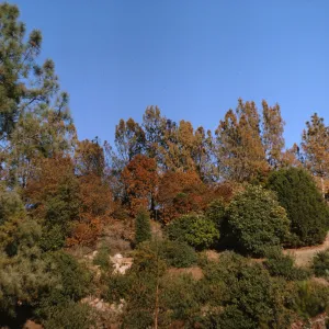 Scorched vegetation in Forest Section