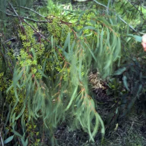 Santa Cruz Island, Eucalyptus
