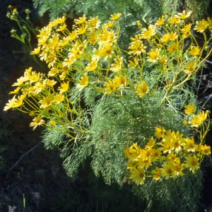 Coreopsis gigantea