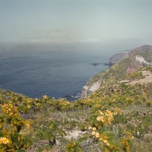 A clifftop dotted with yellow-flowered bushy plants overlooking the ocean.
