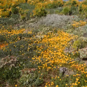 An open area covered with yellow wildflowers and other small plants in various shades of green. 