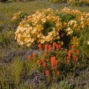 Anacapa Island, Coreopsis gigantea and Castilleja in bloom