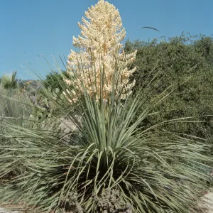 A large plant with long, spiky leaves and a giant cluster of off-white flowers among bushes and cacti in front of a clear, blue sky.